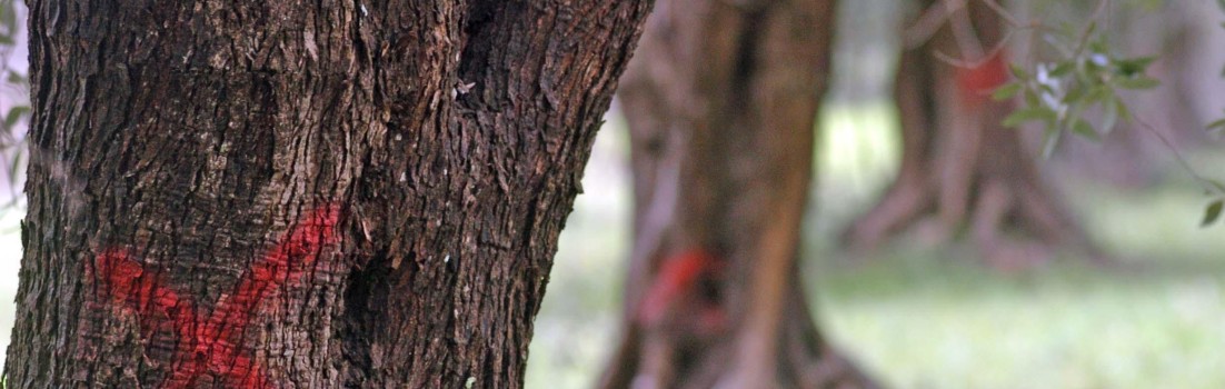 Una croce di colore rosso tracciata su alcuni ulivi infettati